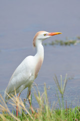 Close up of a beautiful Cattle Egret (Bubulcus ibis)