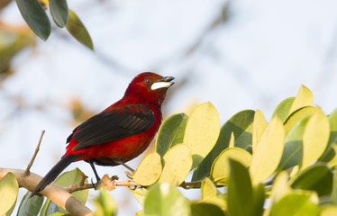 Beautiful Crimson-backed Tanager (Ramphocelus dimidiatus) perched on a tree branch