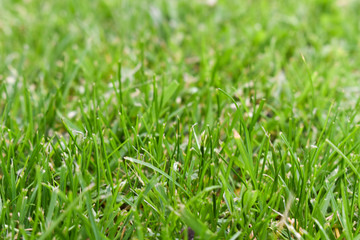 Fototapeta premium Beautiful green grass background during spring. Closeup shot of lawn.