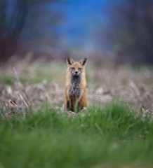 Red Fox sitting in field and staring