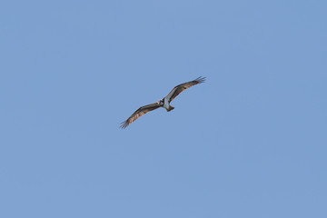 Black kite (Milvus migrant), Auvergne, France.