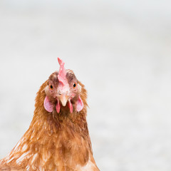 Closeup of one hen staring at the camera