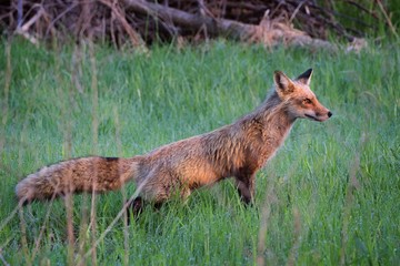 Red Fox on the hunt in grass field