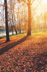 Sunny autumn scene with land covered by the red and orange foliage