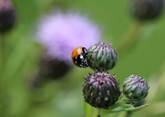 Coccinella septempunctata, the seven-spot ladybird, the most common Ladybug in Europe