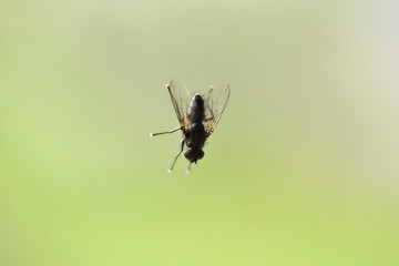A macro shot of fly standing on glass window with green blurry background.