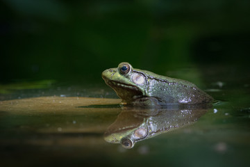 Green Frog profile view and reflection in water