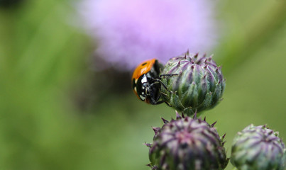 Coccinella septempunctata, the seven-spot ladybird, the most common Ladybug in Europe