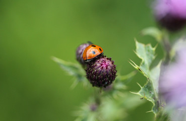 Coccinella septempunctata, the seven-spot ladybird, the most common Ladybug in Europe