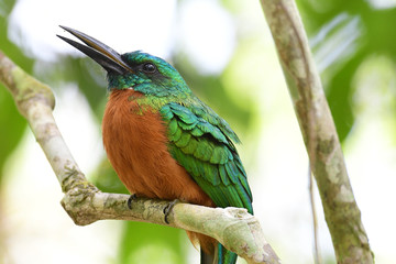  Close up of a beautiful Great Jacamar (Jacamerops aureus)