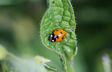 Coccinella septempunctata, the seven-spot ladybird, the most common Ladybug in Europe
