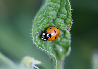 Coccinella septempunctata, the seven-spot ladybird, the most common Ladybug in Europe