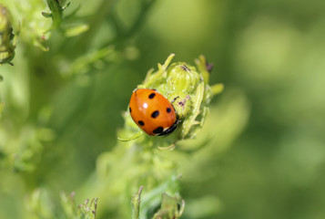 Fototapeta premium Coccinella septempunctata, the seven-spot ladybird, the most common Ladybug in Europe