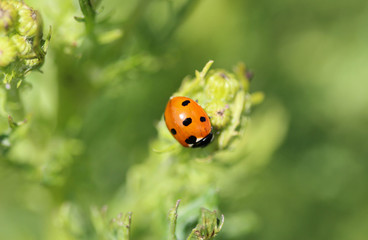 Coccinella septempunctata, the seven-spot ladybird, the most common Ladybug in Europe