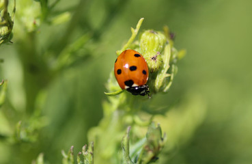 Coccinella septempunctata, the seven-spot ladybird, the most common Ladybug in Europe