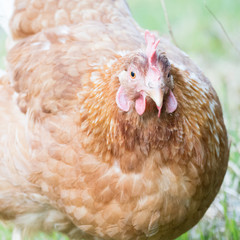 Hen on a farmyard looking straight at the camera