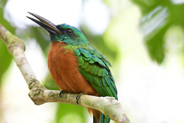  Close up of a beautiful Great Jacamar (Jacamerops aureus)