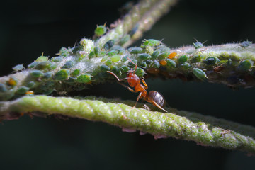 Ant and its aphids herd
