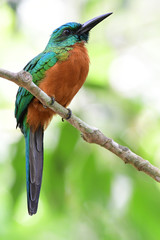  Close up of a beautiful Great Jacamar (Jacamerops aureus)