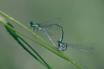 Damselflies mating on grass blades