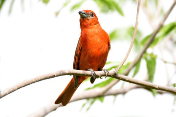 Beautiful Hepatic Tanager (Piranga flava) Male on a te branch
