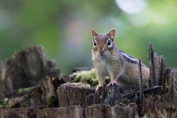 Close-up of Chipmunk climbed on tree stump in forest and looking at camera