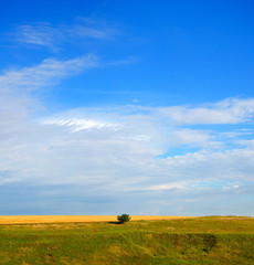 Sunny summer scene with lonely growing pine tree on a background of cloudy sky