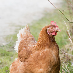 Golden brown hen on a farmyard looking with one eye to the camera