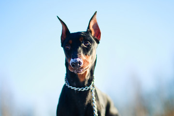 Doberman close up , face on nature background