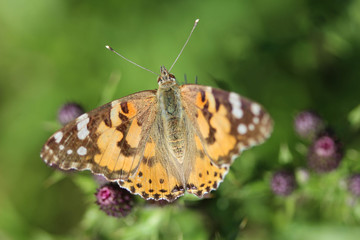 Vanessa cardui a colourful butterfly, known as the painted lady, or cosmopolitan, resting on a thistle flower