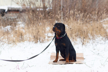 the dog Rottweiler, winter training