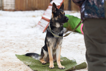 the German shepherd, winter training