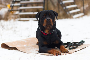 the dog Rottweiler, winter training
