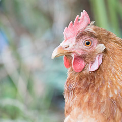 Closeup of one hen from the side