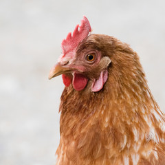 Closeup of one hen from the side