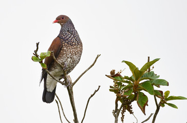 Beautiful Scaled Pigeon (Patagioenas speciosa) perched on a tree branch