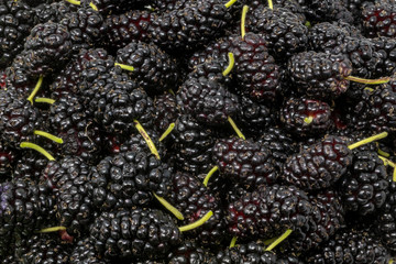 Black mulberries with green stems as background