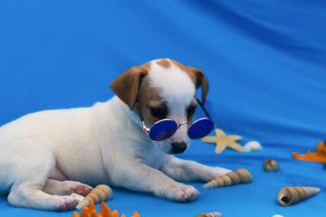 Jack Russell on blue background and seashells