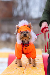 little shaggy dog in clothes, training in winter.