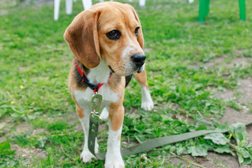 Beagle on a leash in the fresh air