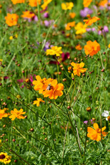 Bee with Wildflowers
