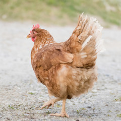 Golden brown hen on a farmyard