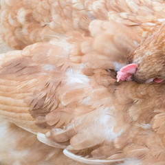 Hen is cleaning her feathers
