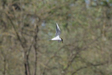 Common tern-Sterne pierre (Sterna hirundo)