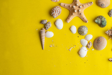 Composition of exotic sea shells on a yellow background. Summer concept. Top View