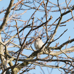 Wild bird singing on a branch on a tree