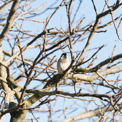Wild bird sitting on a branch on a tree
