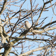 Wild bird singing on a branch on a tree