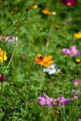 Bee with Wildflowers