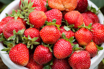 Fresh ripe organic strawberries in a white-blue bucket